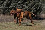 VIZSLA poil court 050